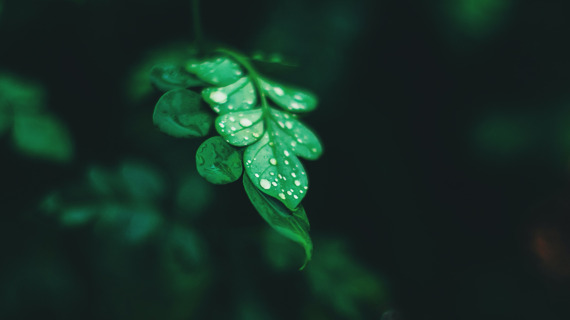 leaf